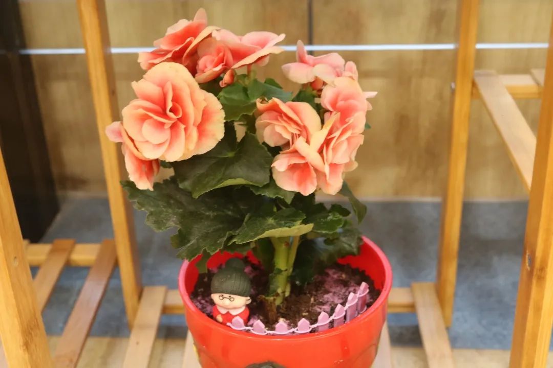 越秀·海颐苑 | 来这里“安家”，收获一片芬芳世界