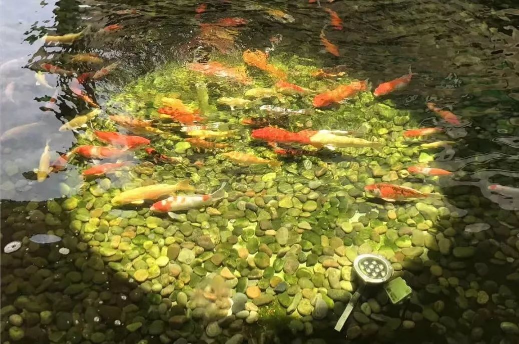 越秀养老|在这个明媚的季节，寻找最诗意的生活方式